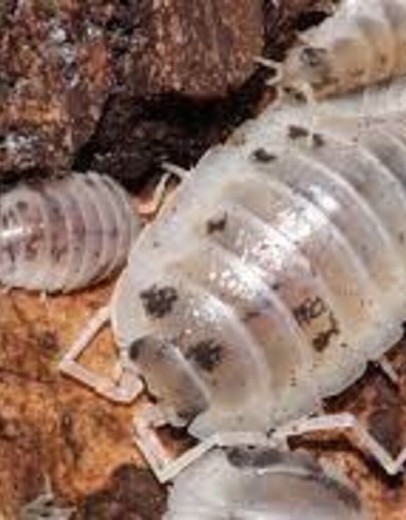 Dairy Cow Isopod - 15 Pack