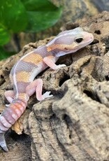 Albino Fat Tail Gecko
