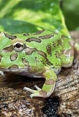 Green Horned (Pacman) Frog