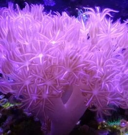 Pulsing Xenia Coral Colony - Saltwater