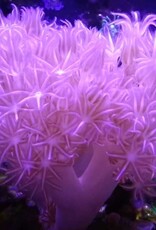 Pulsing Xenia Coral Colony - Saltwater