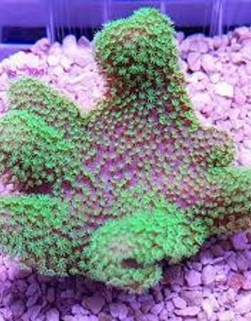 Green Polyp Aussie Lobophytum Coral  Frag- Saltwater