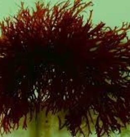 Red Gracilaria Macro Algae - Saltwater