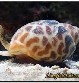 Tiger Nassarius Snail - Saltwater
