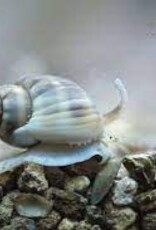 Tonga Nassarius Snail - Saltwater