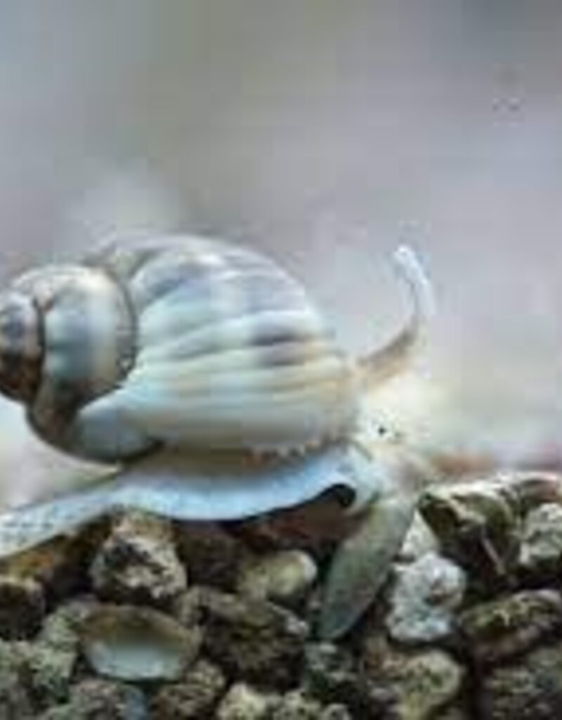 Tonga Nassarius Snail - Saltwater