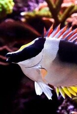 Magnificent Foxface - Salt Water Fish