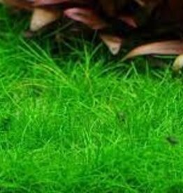 Eleocharis Acicularis "Mini" - Tissue Culture - Live Plant