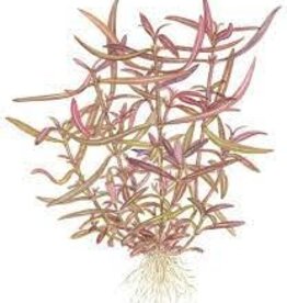 Hygrophila Lancea "Araguaia" - Tissue Culture - Live Plant