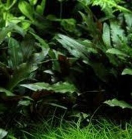 Cryptocoryne Beckettii - Tissue Culture - Live Plant