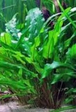 Cryptocoryne Wendtii "Green" - Tissue Culture - Live Plant