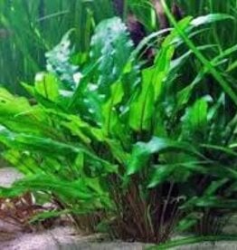 Cryptocoryne Wendtii "Green" - Tissue Culture - Live Plant