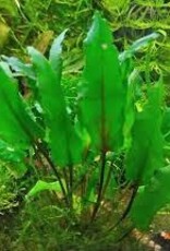 Cryptocoryne Beckettii "Green" - Tissue Culture - Live Plant