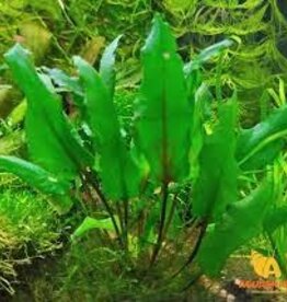 Cryptocoryne Beckettii "Green" - Tissue Culture - Live Plant