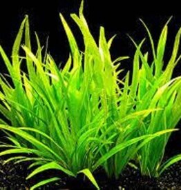 Echinodorus Latifolius - Tissue Culture - Live Plant