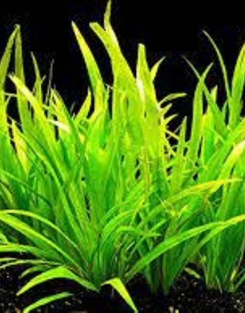 Echinodorus Latifolius - Tissue Culture - Live Plant