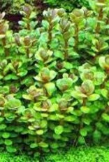 Rotala Bonsai - Tissue Culture - Live Plant