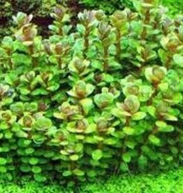 Rotala Bonsai - Tissue Culture - Live Plant