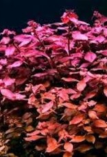Ludwigia Super Red - Tissue Culture - Live Plant