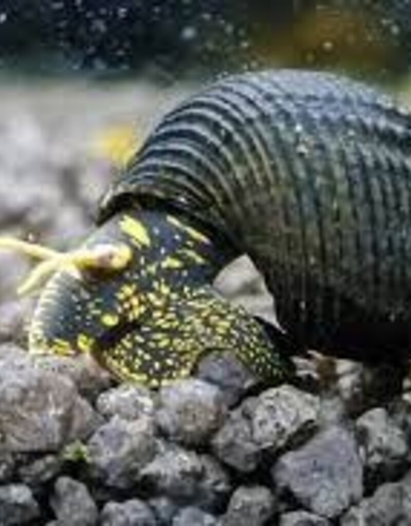 Yellow Spot Rabbit Snail - Freshwater