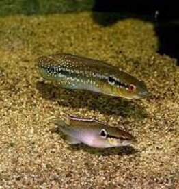 Pike Cichlid - Freshwater