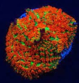 Forest Fire Mushroom Coral Frag - Saltwater