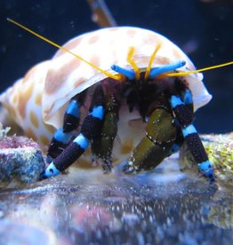 Electric Blue Leg Hermit Crab - Saltwater