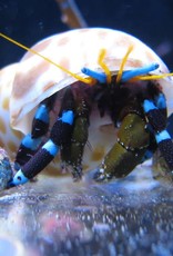 Electric Blue Leg Hermit Crab - Saltwater
