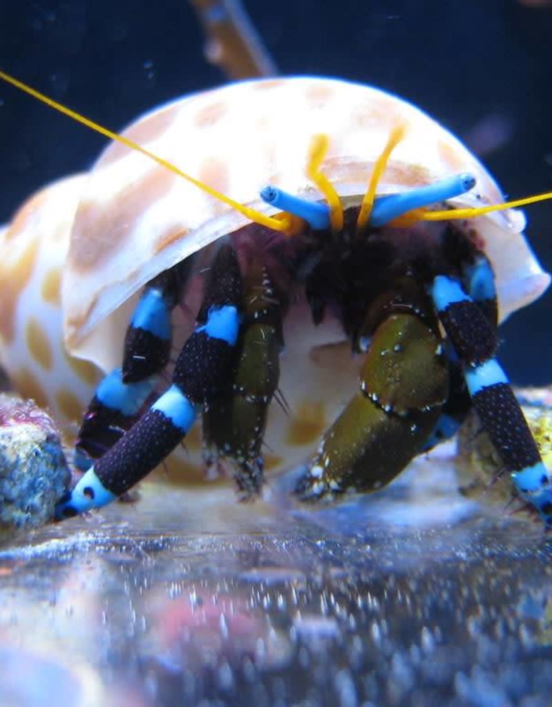 Electric Blue Leg Hermit Crab - Saltwater