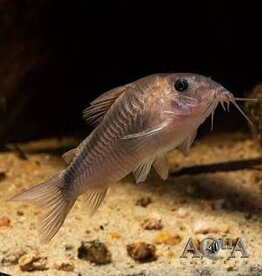Rabauti Corydoras Catfish - Freshwater