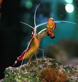 Cleaner Shrimp - Saltwater