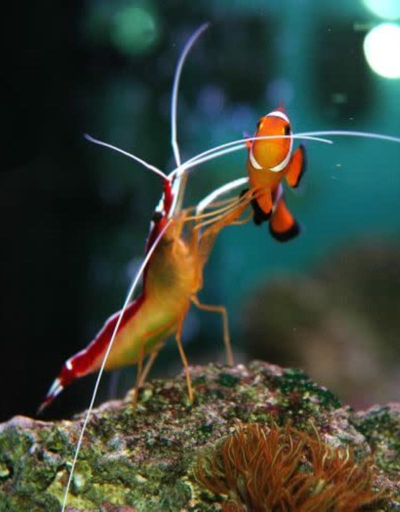 Cleaner Shrimp - Saltwater