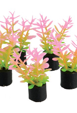 Underwater Treasures Underwater Treasures Mini Plant - Pink and Green - 1.5" - 5 pk