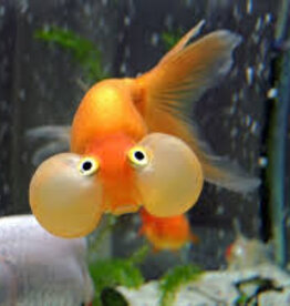 Bubble Eye Goldfish- Freshwater