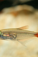 Bloodfin Tetra - Freshwater