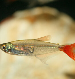 Bloodfin Tetra - Freshwater