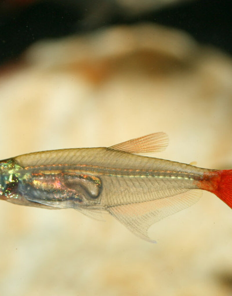 Bloodfin Tetra - Freshwater