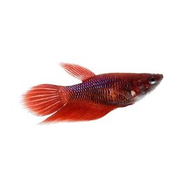 Female Veiltail Betta - Freshwater