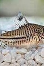 Punctatus Corydoras Catfish - Freshwater