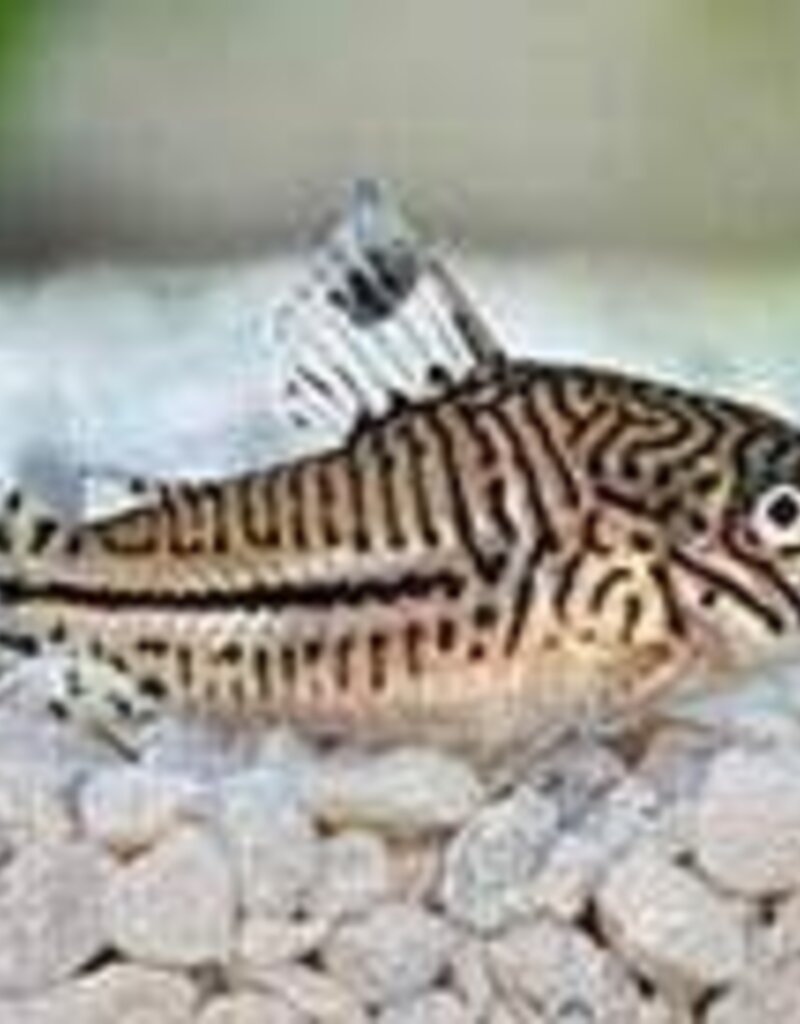Punctatus Corydoras Catfish - Freshwater
