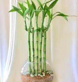 Lucky Bamboo - Live Plant