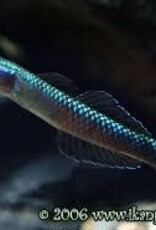 Neon Blue Goby - Freshwater