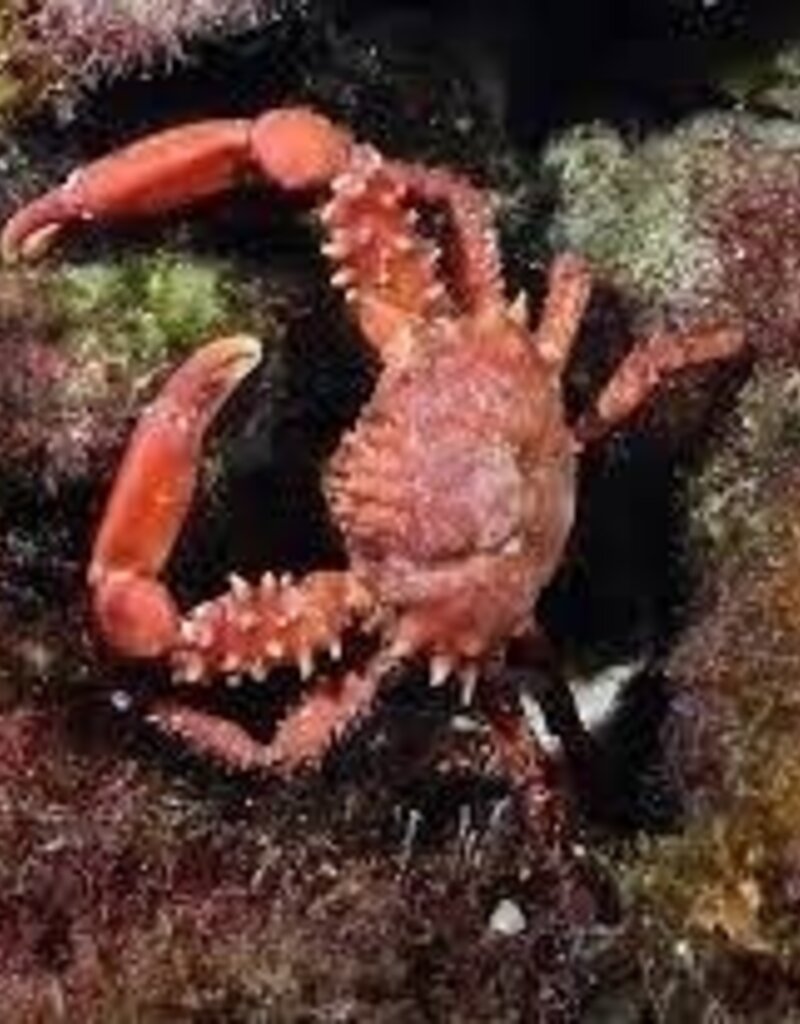 Red Emerald Crab - Saltwater