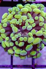 Yellow Pearl Hammer Coral Frag - Saltwater