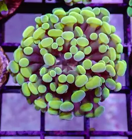 Yellow Pearl Hammer Coral Frag - Saltwater