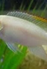 Albino Kribensis Cichlid - Freshwater