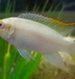 Albino Kribensis Cichlid - Freshwater