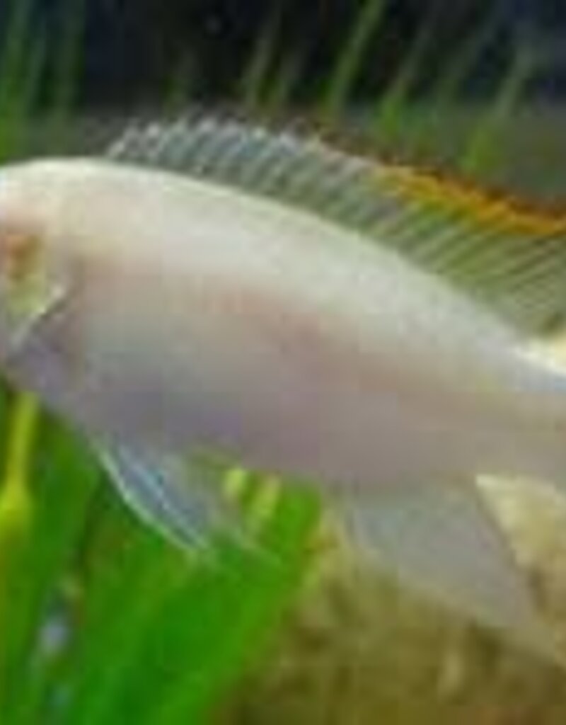 Albino Kribensis Cichlid - Freshwater