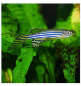 Longfin Zebra Danio - Freshwater