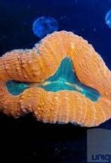 Lobo Coral Frag- Saltwater